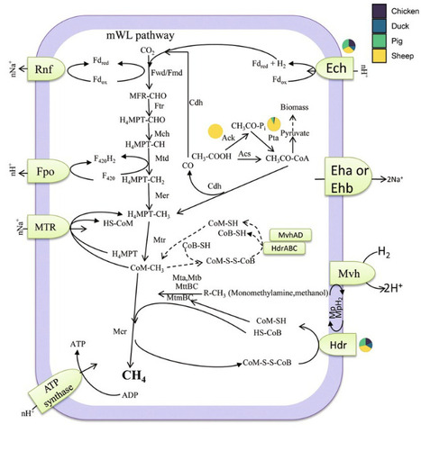 Acetate-based syntrophy enhances methane production potential of ruminant feces | frn | RMH | Scoop.it
