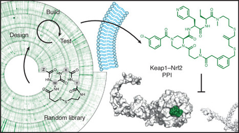 Generation of membrane-permeable cyclic peptides inhibiting protein&ndash;protein interaction | Ncb | RMH | Scoop.it