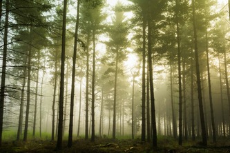 For&ecirc;ts communales : une gestion de longue date par l&rsquo;ONF n&rsquo;a plus &agrave; &ecirc;tre, par celle-ci, prouv&eacute;e | Environnement - D&eacute;veloppement durable - Climat | Scoop.it