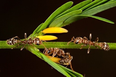 Symbiose : les fourmis qui protègent les acacias profitent d’une récompense exclusive | EntomoNews | Scoop.it