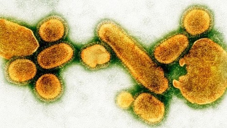 Why the World Needs Viruses to Function | dis.infected | Scoop.it