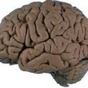 12 Findings on Mind, Brain & Education | Linguistics & Language Neurology | Scoop.it