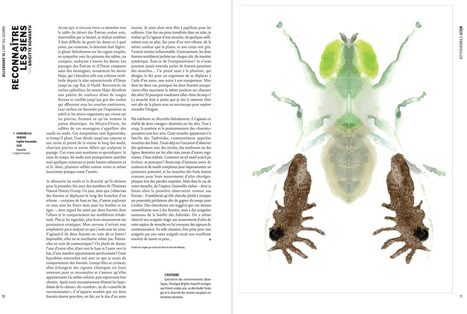 Reconnaître les siens, par Brigitte Howarth | Insect Archive | Scoop.it