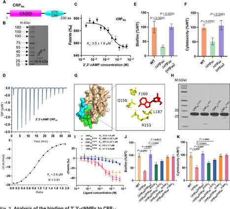 Bacteriophages hijack 2&prime;,3&prime;-cNMPs to enhance transposase-mediated phage DNA integration in Acinetobacter baumannii | SAdv | RMH | Scoop.it
