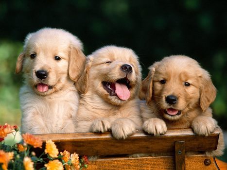 Protecting pets from poisons in your garden and yard | Gardening Life | Scoop.it