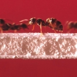Les fourmis, championnes de la circulation sans bouchons - CNRS | Biodiversité | Scoop.it