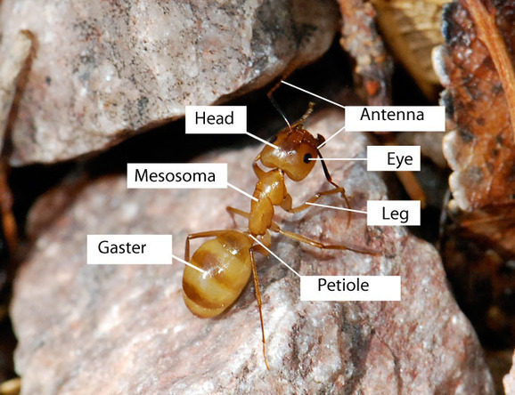 Anatomy of Ants | All About Ants | Scoop.it