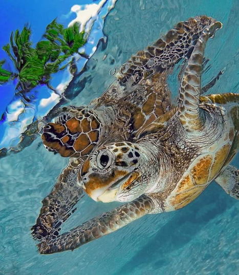 The Race To Save Sea Turtles - Will They Survive? | OUR OCEANS NEED US | Scoop.it