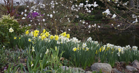 Plantera narcisser i tr&auml;dg&aring;rden &ndash; Stefans vackraste sorter | Land | 1Uutiset - Lukemisen t&auml;hden | Scoop.it
