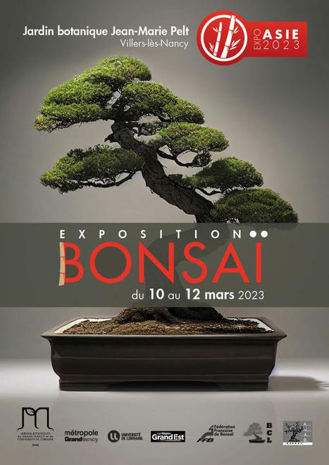 Bonsaï, l’art fascinant des arbres miniatures – | Nancy, Lorraine | Scoop.it