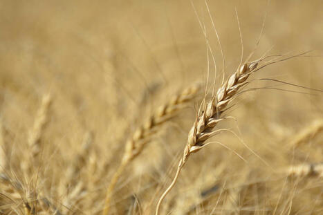 Ukraine may disrupt wheat market | MED-Amin network | Scoop.it