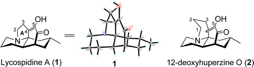 Lycospidine A, a New Type of Lycopodium Alkaloid from Lycopodium complanatum | Natural Products Chemistry Breaking News | Scoop.it