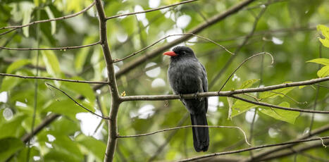 Birds and monkeys in the Amazon share information via &lsquo;internet of the forest&rsquo;: new research | RAINFOREST EXPLORER | Scoop.it