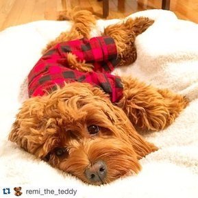 Tweet from @fabdog | CLOVER ENTERPRISES ''THE ENTERTAINMENT OF CHOICE'' | Scoop.it