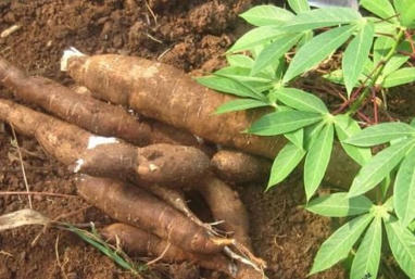 NIGERIA : Acc&eacute;l&egrave;re la structuration d&rsquo;une fili&egrave;re bio&eacute;thanol bas&eacute;e sur le manioc | AFRIQUES | Scoop.it