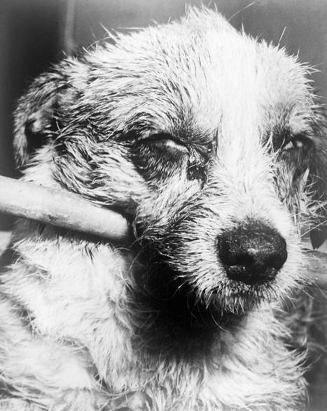 "Zombie Virus" Possible via Rabies-Flu Hybrid? | Virology News | Scoop.it