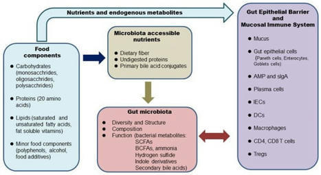 Influence of Foods and Nutrition on the Gut Microbiome and Implications for Intestinal Health | Local delivery for Gene Directed Enzyme Prodrug Therapy | Scoop.it
