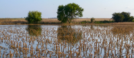 Climate adaptation and mitigation in the agri-food system &ndash; Recommendations for coherent EU policies | Environnement : Politiques Publiques et Strat&eacute;gie | Scoop.it