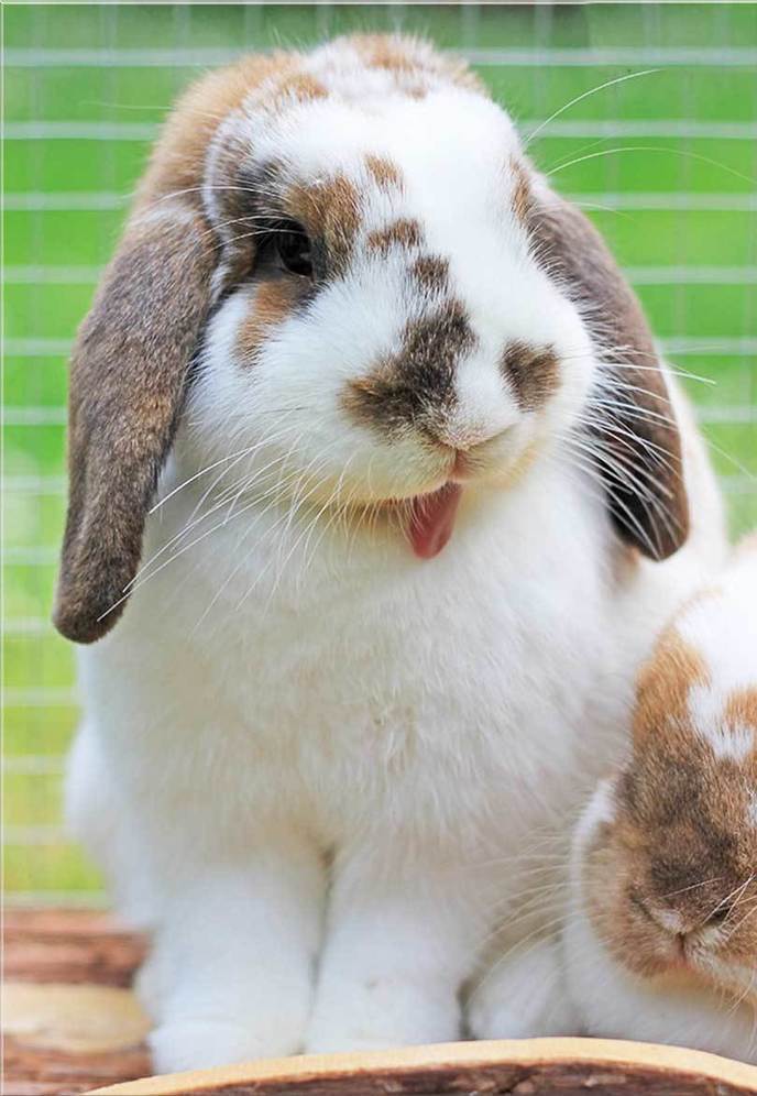 popular-rabbit-breeds-in-india-pets-world-a