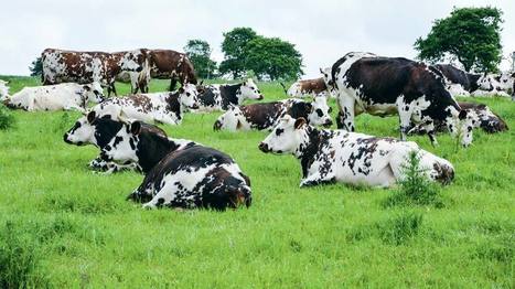 Des productions européennes différentes en lait bio | Lait de Normandie... et d'ailleurs | Scoop.it