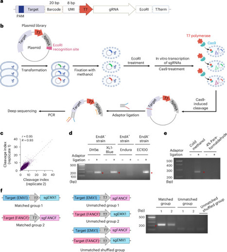 High-throughput evaluation of in vitro CRISPR activities enables optimized large-scale multiplex enrichment of rare variants | Nbe | RMH | Scoop.it