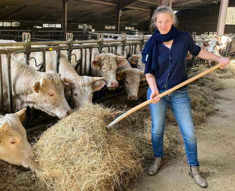 En Bourgogne, Émilie Jeannin prend la (viande) charolaise par les cornes | Actualité Bétail | Scoop.it