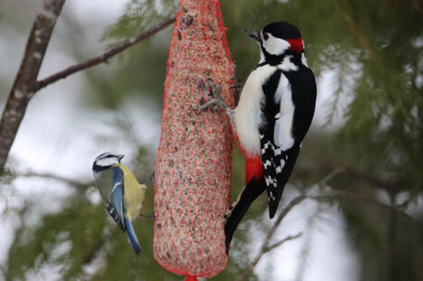 Kysely: Kuinka paljon rahaa k&auml;yt&auml;t lintujen talviruokintaan? | 1Uutiset - Lukemisen t&auml;hden | Scoop.it