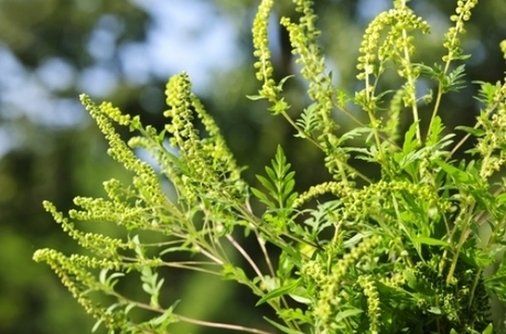Ambroisie : alerte aux pollens dans la région lyonnaise | Les Colocs du jardin | Scoop.it