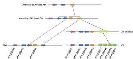 Plant Physiology: Genome-wide comparison of NB-LRR encoding genes in Arabidopsis | Plant Pathogenomics | Scoop.it
