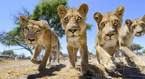 Photographer Rigs Remote Car Camera to Get Very Up Close and Personal with Lions | Mobile Photography | Scoop.it