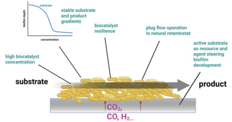Opinion on Biofilms as Production Systems | mbt | RMH | Scoop.it