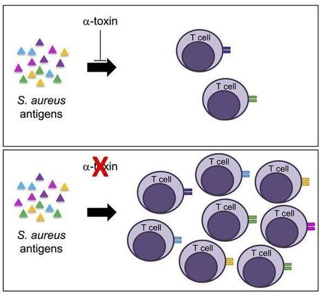 JCI - Staphylococcus aureus toxin suppresses antigen-specific T cell responses | Immunology and Biotherapies | Scoop.it