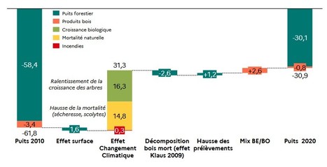 En France, le puits de carbone forestier a été divisé par deux depuis 2010 | EntomoNews | Scoop.it