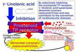Gamma-linolenic acid found to help relax constricted coronary arteries: A new insight into heart health | ITERG - Nutrition, Santé et Biochimie des Lipides | Scoop.it