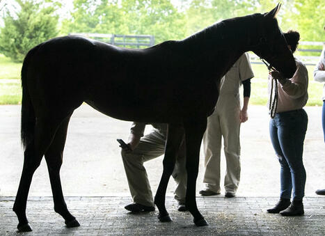 New York Vet Who Failed to Submit 3,000+ Treatment Records Gets 2-Year HISA Suspension, $25,000 Fine | Racing Regulatory Issues | Scoop.it