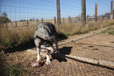 En Louisiane, des loups formés pour garder une prison d'Etat | Loup | Scoop.it