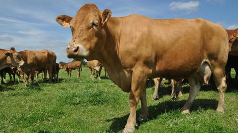 Réussir sa transition alimentaire vers le pâturage en vaches allaitantes | Actualités de l'élevage | Scoop.it