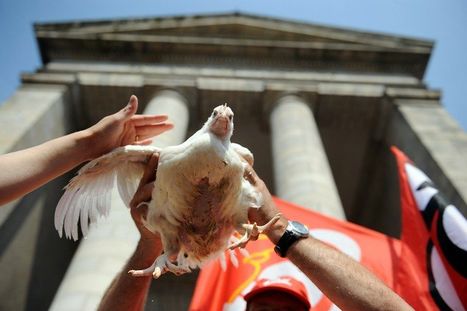 Semaine cruciale pour les 1.700 salariés du pôle frais de Doux | La Gazette des abattoirs | Scoop.it