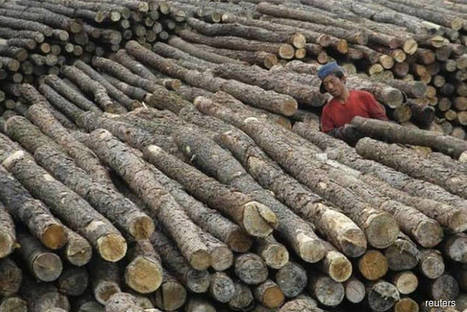 Timber product exporters wary of potential Chinese dumping | Timberland Investment | Scoop.it