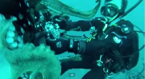 Video: Diver Wrestles Giant Octopus, And Wins | 21st Century Innovative Technologies and Developments as also discoveries, curiosity ( insolite)... | Scoop.it