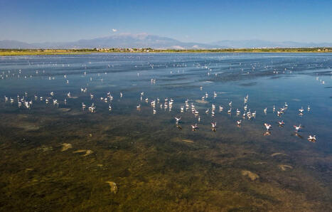 Pyr&eacute;n&eacute;es-Orientales&nbsp;: Plus de 11.000 flamants roses &agrave; Canet-en-Roussillon, &laquo;&nbsp;une ann&eacute;e record&nbsp;&raquo; | Biodiversit&eacute; - @ZEHUB on Twitter | Scoop.it