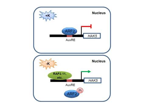 Phosphorylation of ARF2 Relieves its Repression of Transcription of the K+ transporter gene HAK5 in Response to Low Potassium Stress | The Plant Cell | Scoop.it