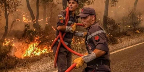 MAROC : Incendies de forêts : une hausse vertigineuse | CIHEAM Press Review | Scoop.it