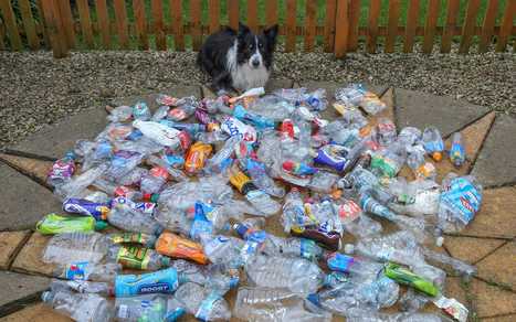 Meet Scruff, the litter-picking eco-dog who loves to clean up his local park | TheCircularEconomy.com | Scoop.it
