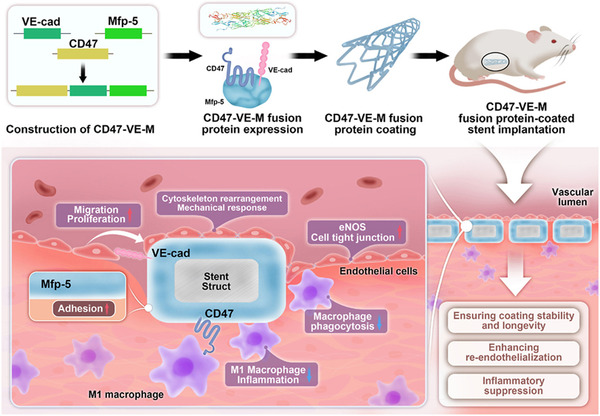 Synergistic fusion of CD47, VE-cadherin and mussel adhesion protein promotes endothelialization and suppresses inflammation in vascular stents | Interventional Cardiology | Scoop.it