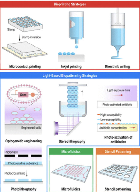 Bacterial Patterning: A Promising Biofabricatio...
