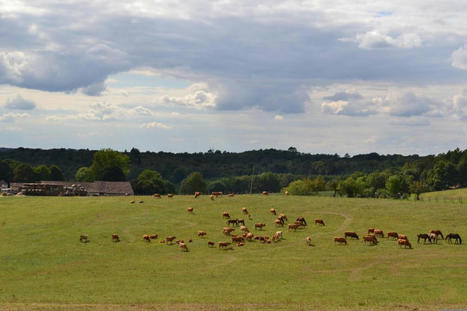 Filière bovine française : les dessous de la décapitalisation | Actualité Bétail | Scoop.it