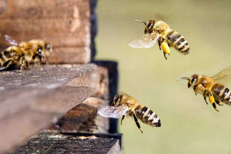 Les insectes sont-ils dot&eacute;s de conscience ? | EntomoScience | Scoop.it