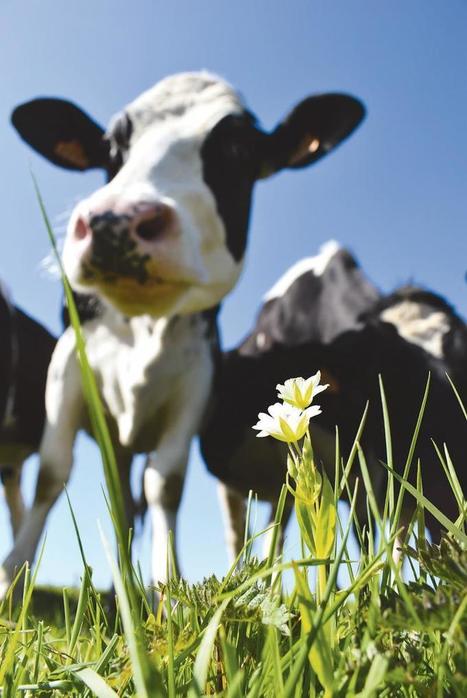 La valeur ajoutée est dans l'herbe ! | Lait de Normandie... et d'ailleurs | Scoop.it