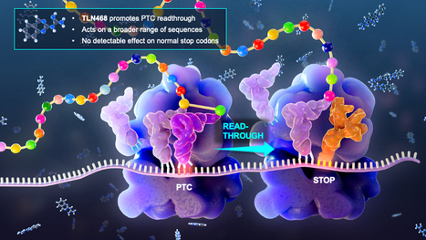 Making sense from nonsense mutations | I2BC Paris-Saclay | Scoop.it